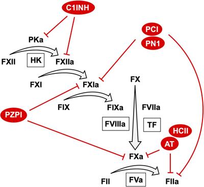 Anticoagulant SERPINs: Endogenous Regulators of Hemostasis and Thrombosis